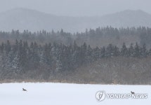 폭설 속 제주 노루들