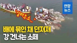 [영상] 이런 못된 사람들…배에 소떼 매달고 강 건너는 상인들