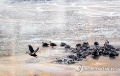 [픽!전주] 꽁꽁 얼어붙은 전주 삼천…몸 녹이는 오리들