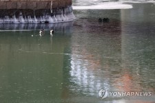 얼어버린 한강에 길 잃어버린 오리들