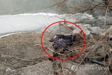 실종 2주일된 발달장애인 점퍼 한강 강변서 발견 대표 이미지