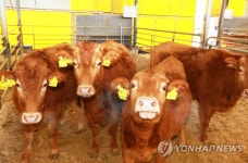 현대서산농장의 통일소 후손들