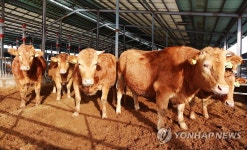 현대서산농장의 통일소 후손들
