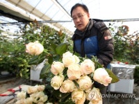 장미 수확하는 화훼농장