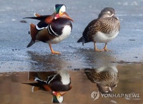 발 시려운 원앙