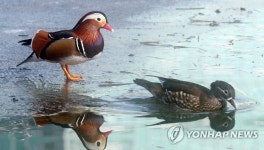 얼음이 녹네