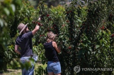 코로나 여파로 워홀러 호주 입국 뚝…수확철 농장 인력난
