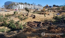 수십 년 된 소나무 훼손하는 강릉시