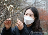 벌써 봄인가…포항시청 인근 산자락에 매화가 활짝