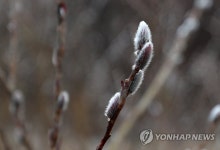 서리 내린 버들강아지