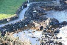 괭생이모자반의 제주 해안 침공