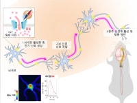 자기장으로 뇌세포 활성화하는 나노 나침반 개발