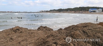 괭생이모자반의 제주 해안 침공