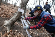 성큼 다가온 봄…고로쇠 수액 채취 시작