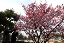 매화 담는 시민들