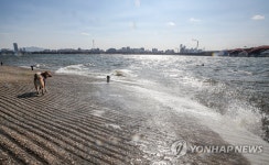 물보라 치는 한강 산책나온 견공