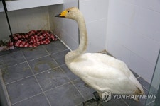 동물병원에서 치료 중인 큰고니
