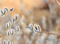 봄소식 전하는 버들강아지