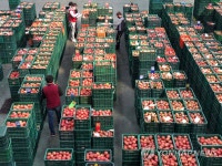 봄맞이하는 지난 햇사과