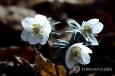 무등산의 봄을 알리는 변산바람꽃