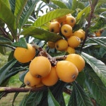 맛·향·효능 뛰어난 완도 비파 본격 수확…올해 400t 생산