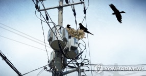 새 둥지 때문에…서울 송파구 150여세대 일시 정전