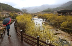 산수유꽃으로 노랗게 물든 구례 산동면 반곡마을