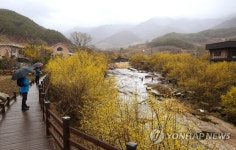 산수유꽃으로 노랗게 물든 구례 산동면 반곡마을