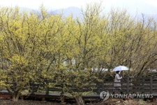 봄빛 물든 구례 산동면 산수유군락지