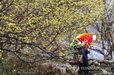 봄 마중 꽃 피운 산수유