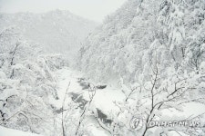 진부령 계곡 설경