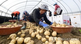 춘향골 감자 수확 한창