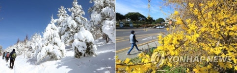 설국으로 변한 대관령과 개나리 활짝 핀 제주도
