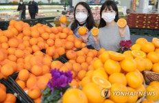 농협 하나로마트, 비타민C 풍부한 청견 오렌지가 왔어요