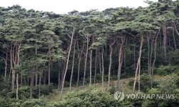 안면송을 지켜라…충남도, 태안 소나무재선충병 방제 나서