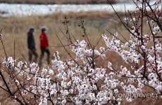매화향 풍기는 산책길