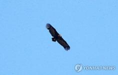 포항 하늘에 나타난 독수리