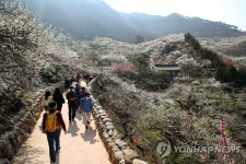 매화마을에서 봄나들이