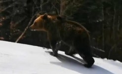 곰 안 무서워 제 말 하니 나타난 불곰, 스키강사와 추격전