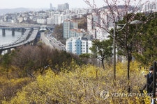 봄빛 물들어가는 서울