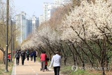 매화나무 길 산책