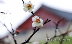 서산 해미향교에 매화 활짝