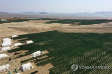 신안 임자도 대파 수확