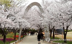 김해 연지공원 벚꽃 활짝