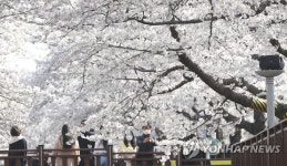 진해 군항제는 취소됐지만…