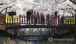 진해 군항제는 취소됐지만…