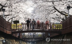 진해 군항제는 취소됐지만…