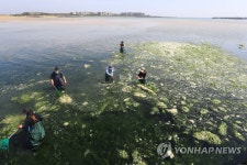 파래에 습격 당한 해안