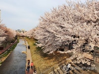 울산 궁거랑에 활짝 핀 벚꽃