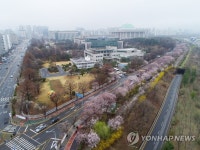 이른 벚꽃 개화에 미리 즐기는 봄꽃길